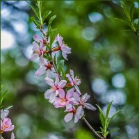 Был месяц май :: Наталья Rosenwasser
