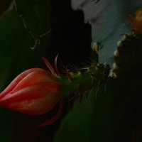 Лесной принц. :: aWa 