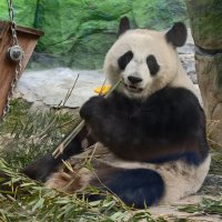 Панда Катюша :: <<< Наташа >>> Панда Катюша :: <<< Наташа >>>