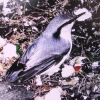 Поползень проголодался :: Людмила Смородинская