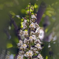 Цветение :: Владимир Кроливец