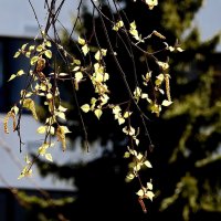 весенние зарисовки :: ИННА ПОРОХОВА весенние зарисовки :: ИННА ПОРОХОВА
