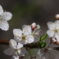 Алыча расцвела! :: Наталья Лунева 