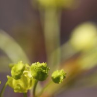 Ветер! :: Наталья Лунева 
