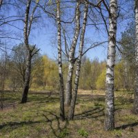 На опушке... :: Владимир Жданов