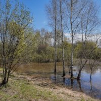 На болоте... :: Владимир Жданов
