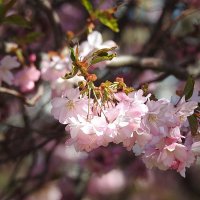 весенние зарисовки :: ИННА ПОРОХОВА