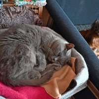 Одним глазом кошка спит. :: ВикТор Быстров Одним глазом кошка спит. :: ВикТор Быстров