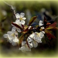 Весна проснулась :: Aleksandr Gal