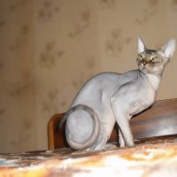 Кот Барик :: Анатолий Жарский