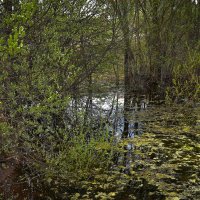 "Зазеленело. Долгожданное майское тепло"© :: Владимир Макаров "Зазеленело. Долгожданное майское тепло"© :: Владимир Макаров