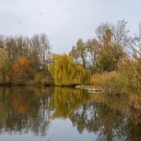 К плакучей иве... :: Николай Гирш