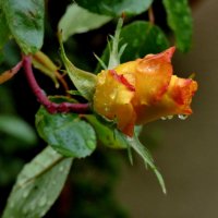 Роза и дождь :: Heinz Thorns