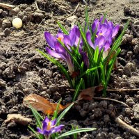 Весна :: Роман Савоцкий