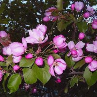 Яблоня Недзвецкого. :: Наталья ***