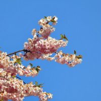весенние зарисовки :: ИННА ПОРОХОВА