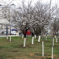 Весна :: Анатолий Чикчирный