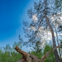 Старый лес 2 :: Михаил 