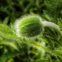 Будущий мак :: Мариша Тим