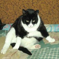 Отмывается после прогулки :: Людмила Смородинская