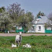 Они у себя дома :: Alexandеr P