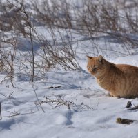 Рыжий кот :: AngussGrand