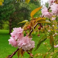 Сакура зацвела :: Галина Бобкина Сакура зацвела :: Галина Бобкина