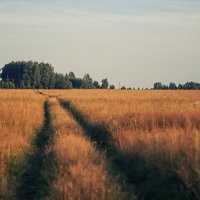 Дорога через поле в Пахомьево :: Тимур Кострома ФотоНиКто Пакельщиков