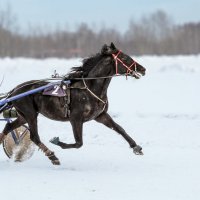 Бега :: SanSan 
