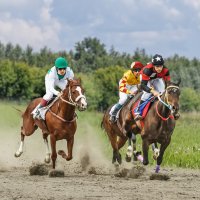 Скачки :: SanSan 
