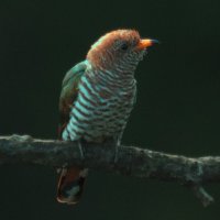 Изумрудная кукушка :: Yudong Liu