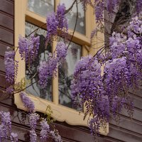 Весенний калейдоскоп :: Svetlana Galvez