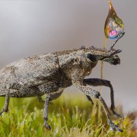 Долгоносик :: Ирина Коледова
