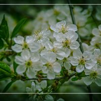 Цветение :: Владимир Кроливец