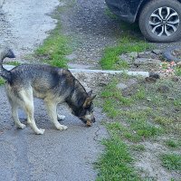 Возле дома :: Юрий Гайворонскiий