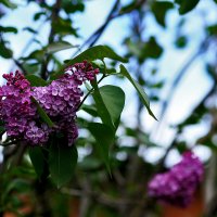 Сирень и небо :: Юрий Гайворонскiий