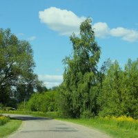ОДИНОКАЯ БЕРЕЗА У ДОРОГИ :: Валентина 