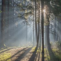 Утро в лесу......... :: Юрий Цыплятников Утро в лесу......... :: Юрий Цыплятников