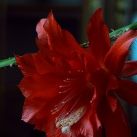 Лесной принц. :: aWa 