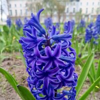 Гиацинт :: Сапсан 