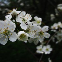 Вишня цветёт :: Людмила Смородинская