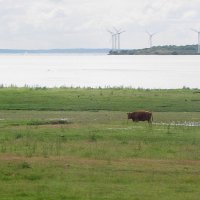 На берегу пролива Эресунн (Øresund) вблизи города Хеярп (Häljarp) :: Александр Ильчевский На берегу пролива Эресунн (Øresund) вблизи города Хеярп (Häljarp) :: Александр Ильчевский