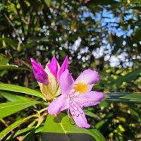 Рододендрон :: Tata Wolf