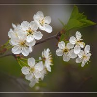 Цветение :: Владимир Кроливец