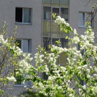 Друзья, кто подскажет, почему фотоаппарат перестал четко снимать? не фокусирует :: Anna-Sabina Anna-Sabina
