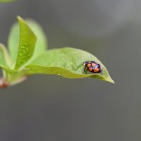 Божья коровка :: Ольга 