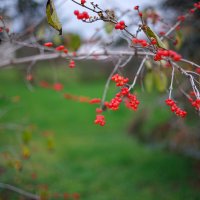 Предзимнее :: Иваннович . Предзимнее :: Иваннович .