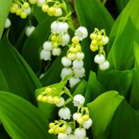 Ландыши :: Юрий. Шмаков Ландыши :: Юрий. Шмаков