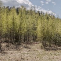 Майский солнечный денёк. :: Александр Максимов