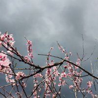 Гроза цветенью не помеха :: Елена Байдакова